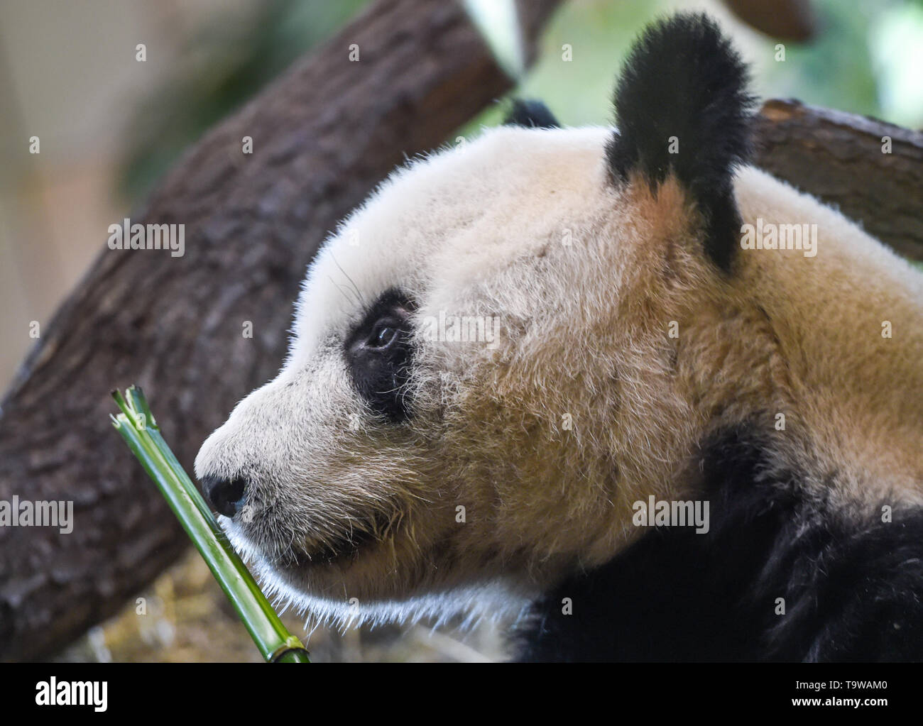 Vienna, Austria. 20th May, 2019. Giant panda Yuan Yuan is seen at the Schoenbrunn Zoo in Vienna, Austria, on May 20, 2019. Giant panda Yuan Yuan was officially handed over to the zoo in a grand ceremony on Monday morning. Yuan Yuan is a 19-year-old male who has been in Vienna since mid-April and quarantined for a month before visitors could take a look at him. Credit: Guo Chen/Xinhua/Alamy Live News Stock Photo