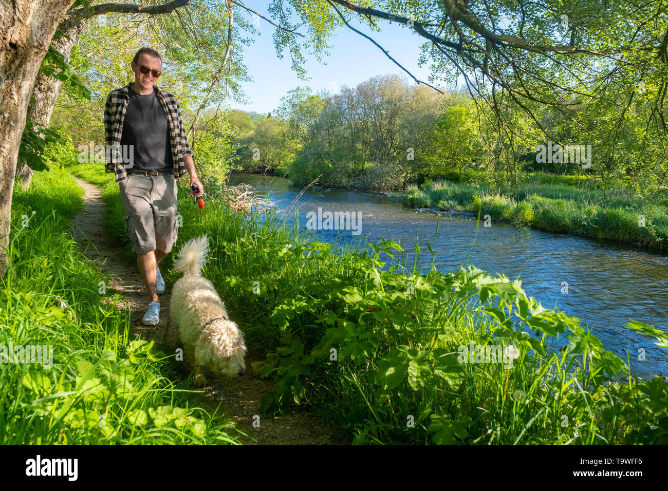 Aberystwyth Wales UK, Tuesday 21 May 2019  UK Weather:  A man walking with his dog along the banks of the River Rheidol on a bright sunny morning, at the start of yet another day of warm spring sunshine in Aberystwyth Wales. The weather is set fine for the coming days , with extended spells of warm sunshine, with temperatures reaching the low 20’s Celsius in parts of the south east  photo credit: Keith Morris / Alamy Live News Stock Photo