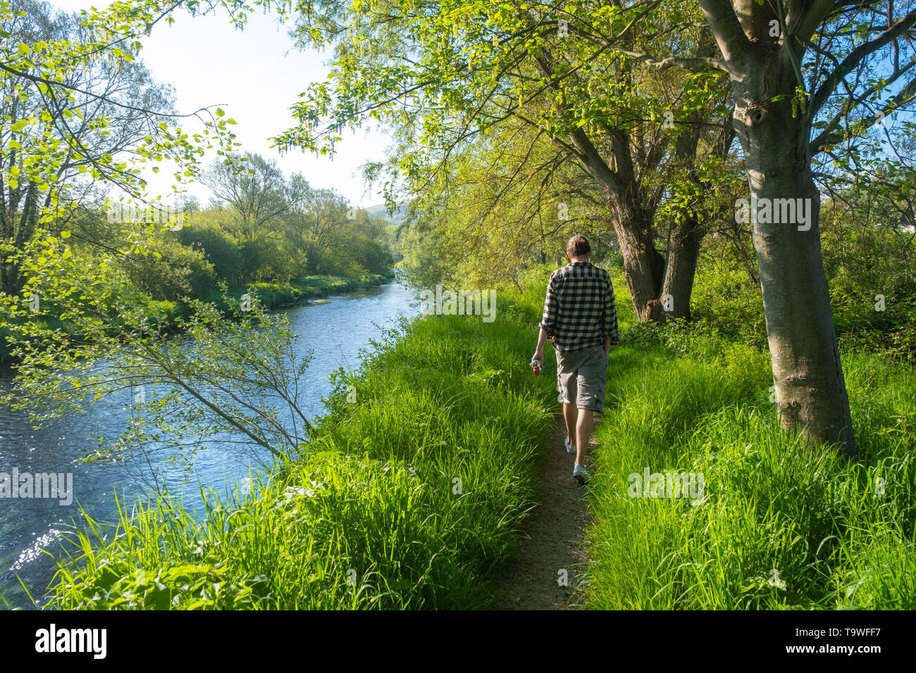 Aberystwyth Wales UK, Tuesday 21 May 2019  UK Weather:  A man walking with his dog along the banks of the River Rheidol on a bright sunny morning, at the start of yet another day of warm spring sunshine in Aberystwyth Wales. The weather is set fine for the coming days , with extended spells of warm sunshine, with temperatures reaching the low 20’s Celsius in parts of the south east  photo credit: Keith Morris / Alamy Live News Stock Photo