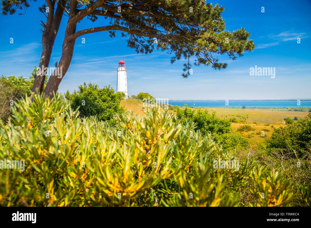 Gamous Lighthouse Dornbusch on the beautiful island Hiddensee with blooming flowers in summer, Baltic Sea, Mecklenburg-Vorpommern, Germany Stock Photo