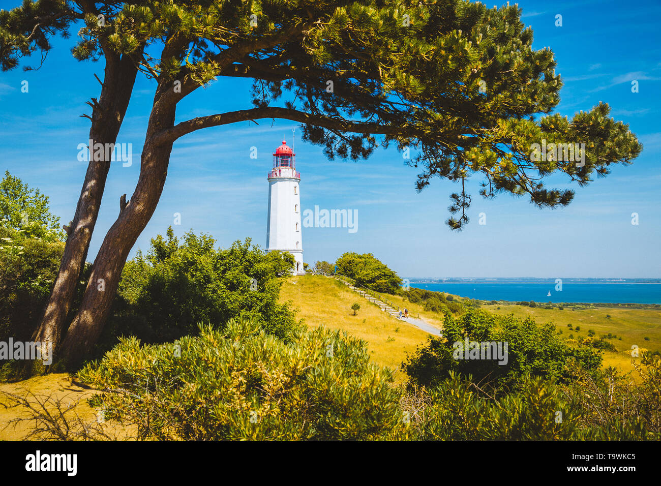 Gamous Lighthouse Dornbusch on the beautiful island Hiddensee with blooming flowers in summer, Baltic Sea, Mecklenburg-Vorpommern, Germany Stock Photo