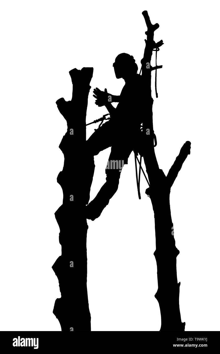 Silhouette Vector of a Tree Surgeon or Arborist roped between two trees Stock Vector