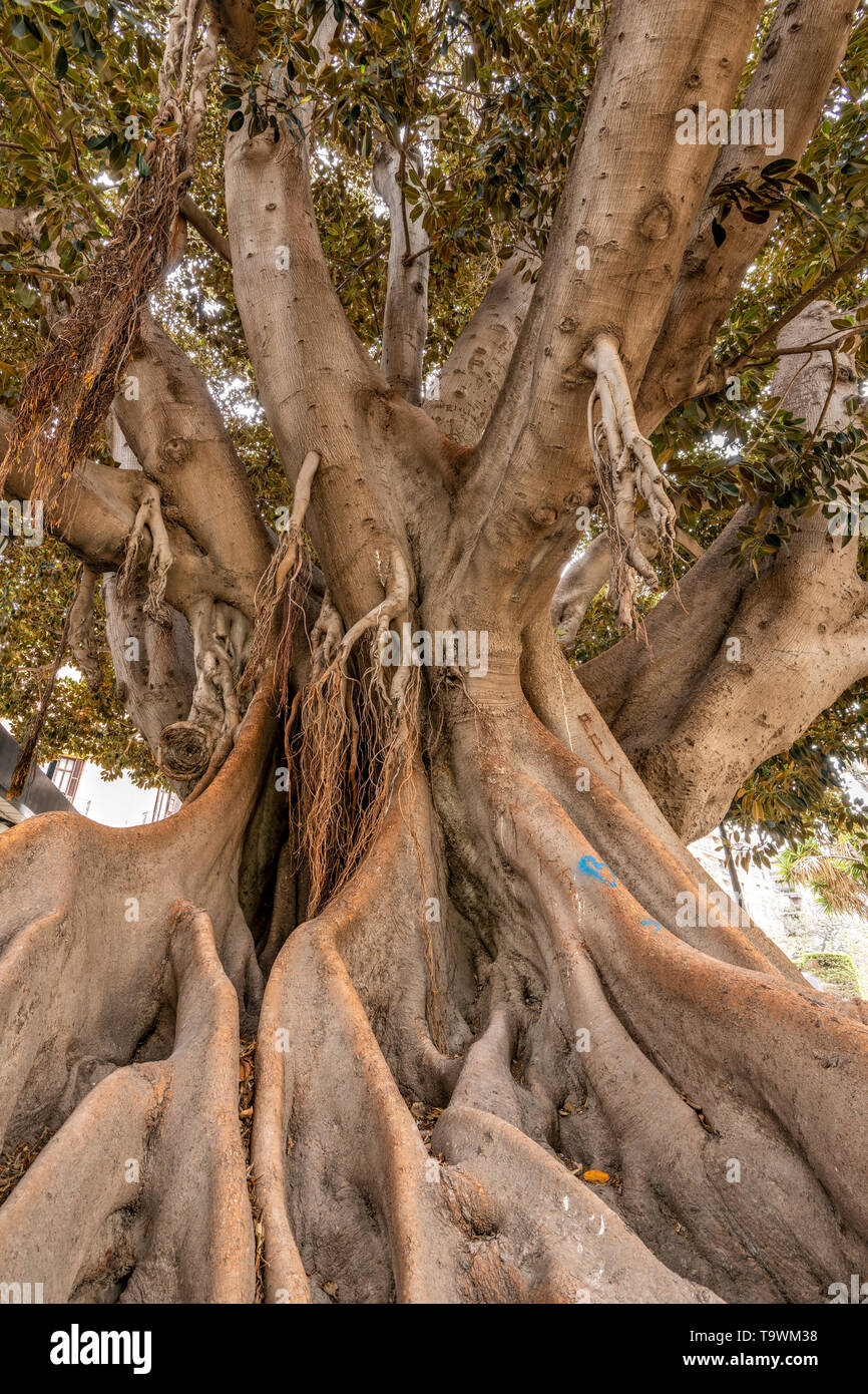 Ficus macrophylla tree, Valencia, Comunidad Valenciana, Spain Stock