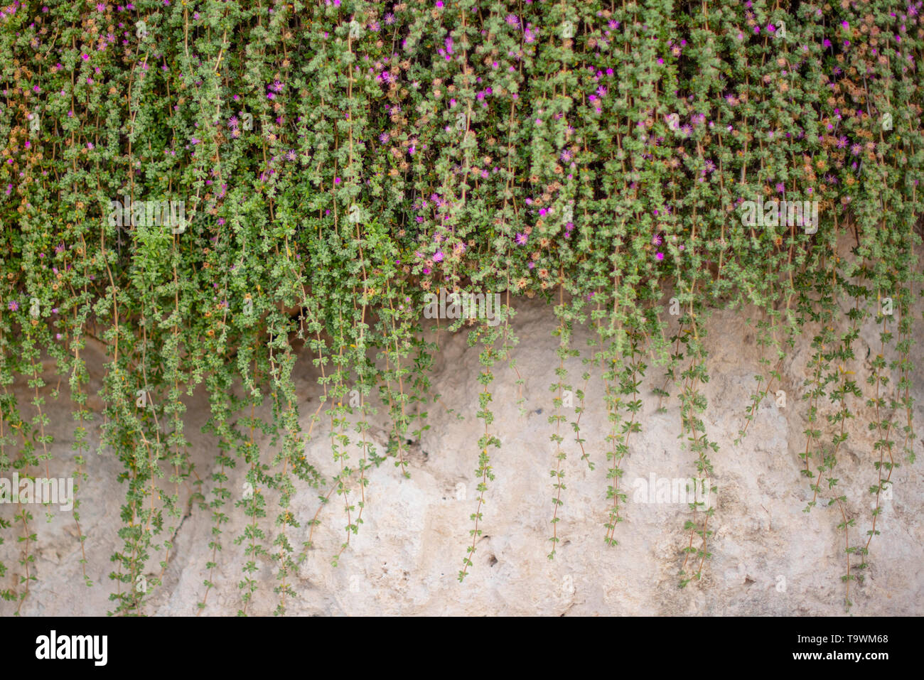 small purple flowers climbing the wall Stock Photo