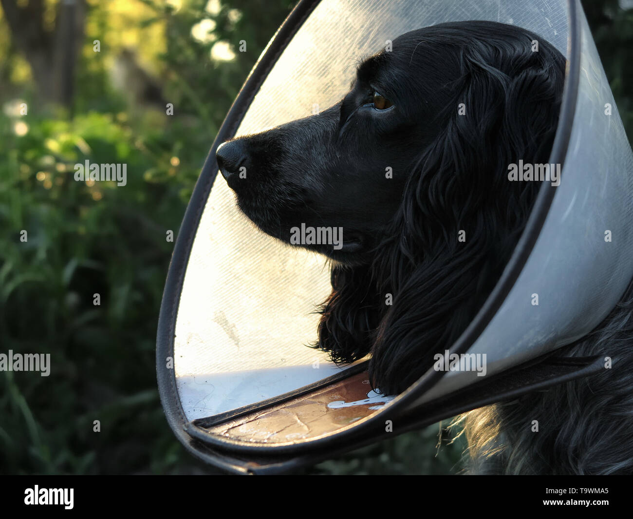 A dog in the medical cone collar. Stock Photo