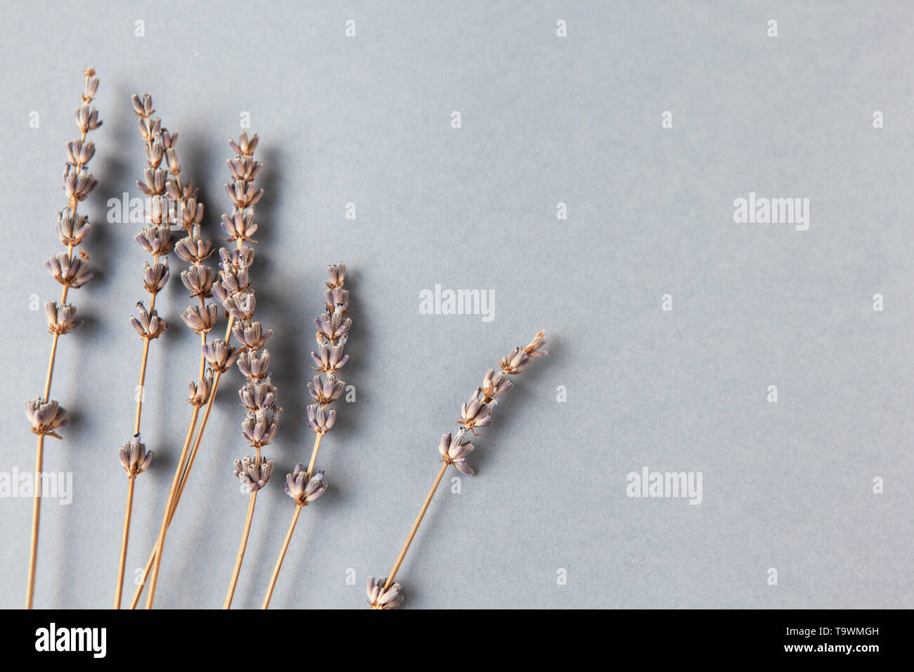Lavender branches on grey background, copy space. Bottom location. Minimalistic flat lay. Horizontal. Image for social media Stock Photo