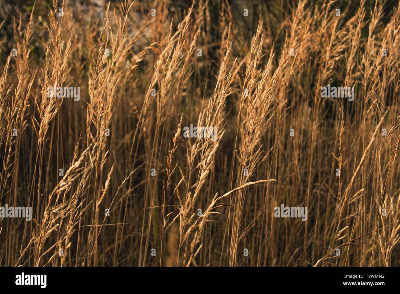 Bent grass hires stock photography and images Alamy