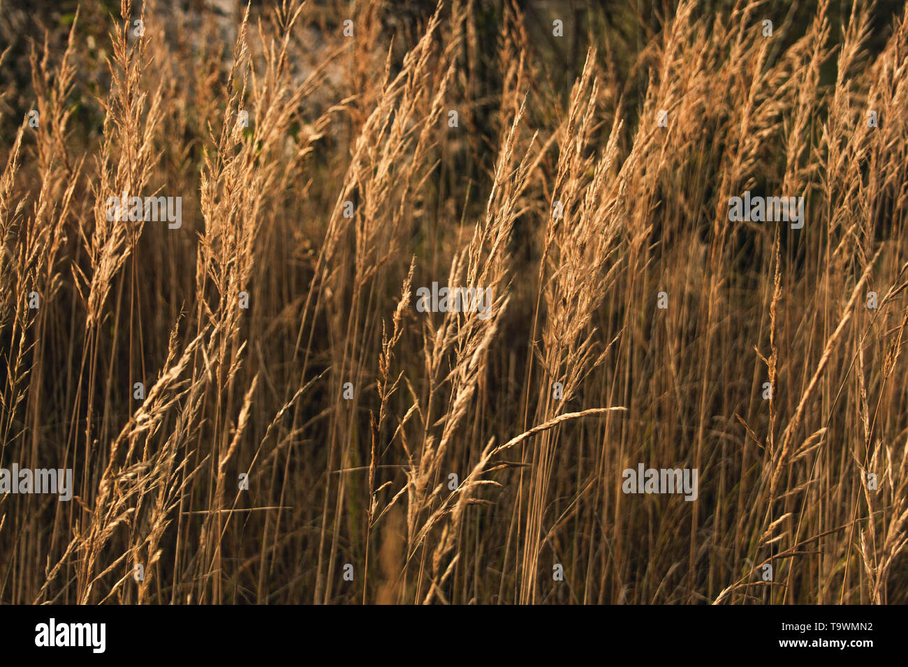 Dried bent-grass lightened with golden sunlight. Stock Photo
