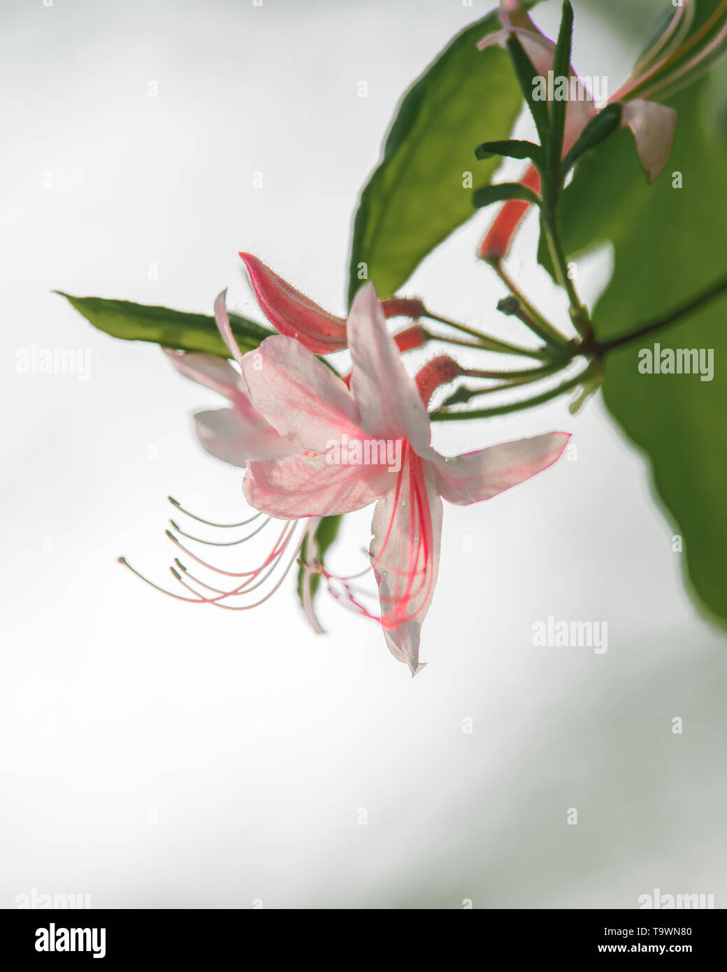 Pink flower in the woods Stock Photo Alamy