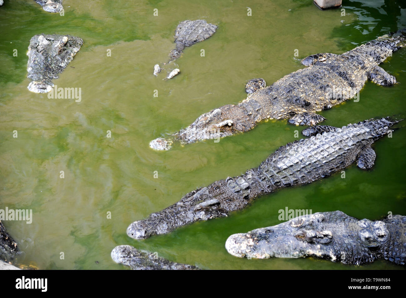 Crocodiles in muddy water Stock Photo