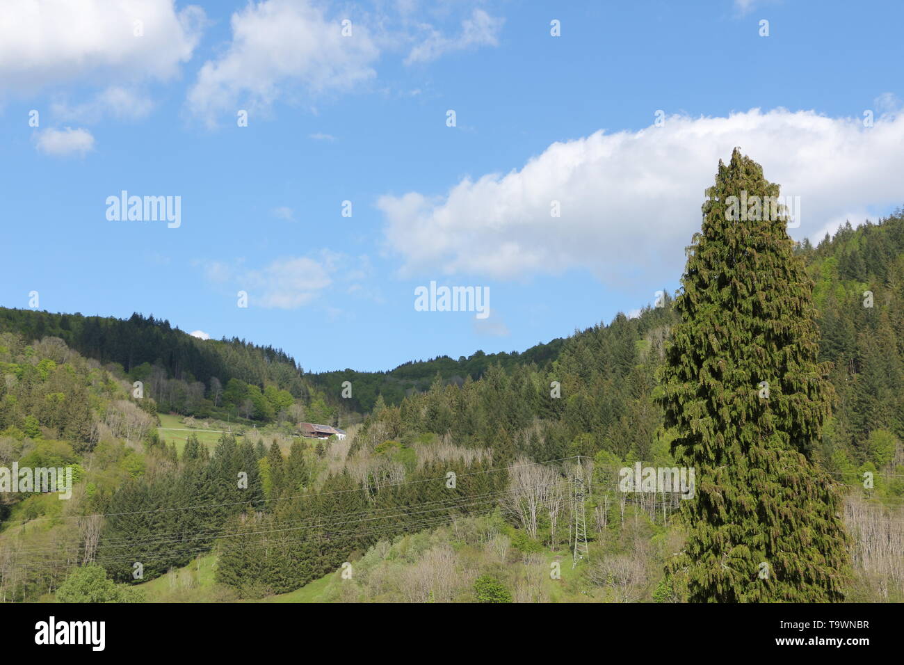 Idyllische Landschaft im Schwarzwald Stock Photo