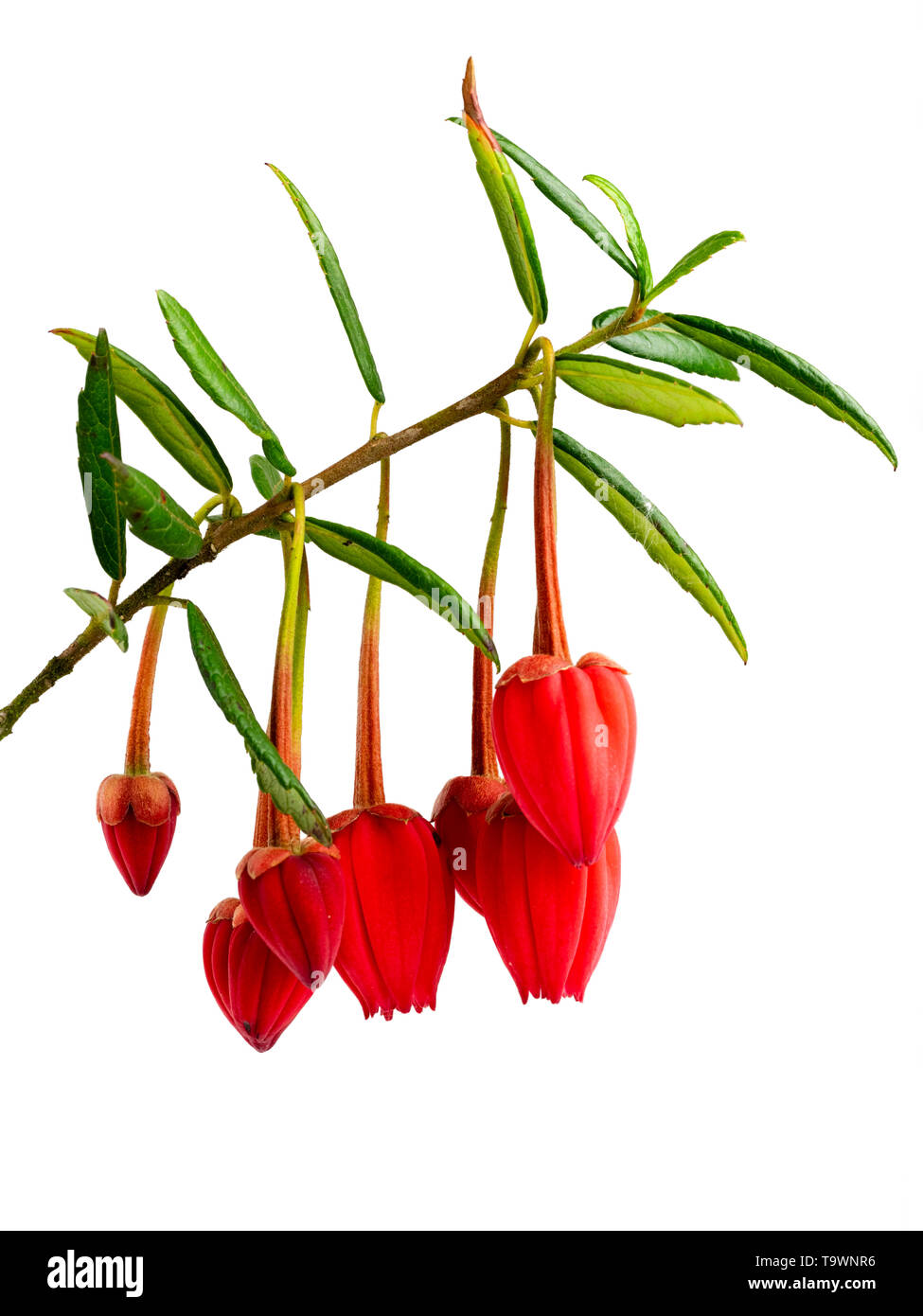 Hanging red, early summer flowers of the evergreen Chilean lantern tree, Crinodendron hookerianum, on a white background Stock Photo