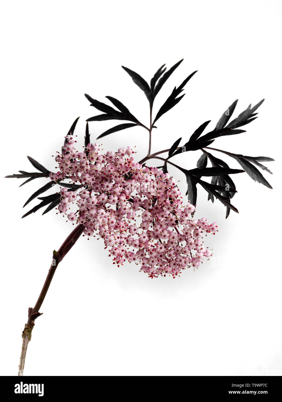 Early summer head of pink flowers and lacy black foliage of the cut leaved elder, Sambucus nigra 'Black Lace', on a white background Stock Photo