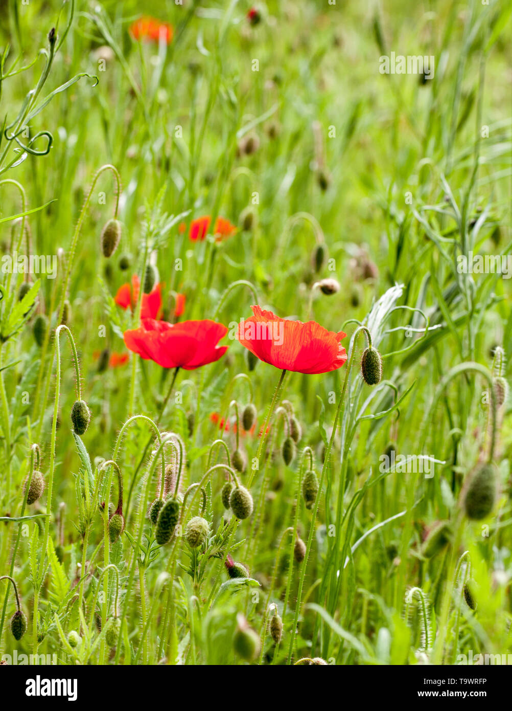 Wild poppies in countryside hi-res stock photography and images - Alamy