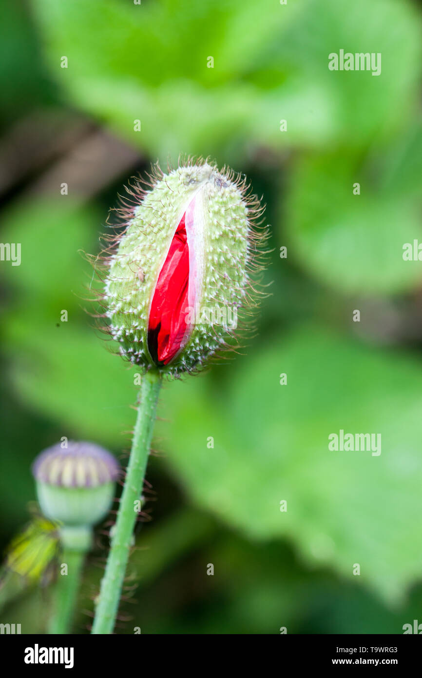 Part open new Poppy flower about to burst open from the flower head in a wild flower meadow in the Cheshire countryside England Stock Photo