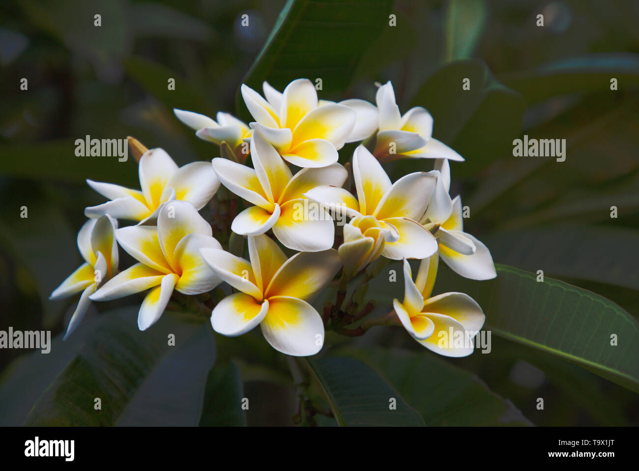 Cluster of Frangipani flowers Stock Photo