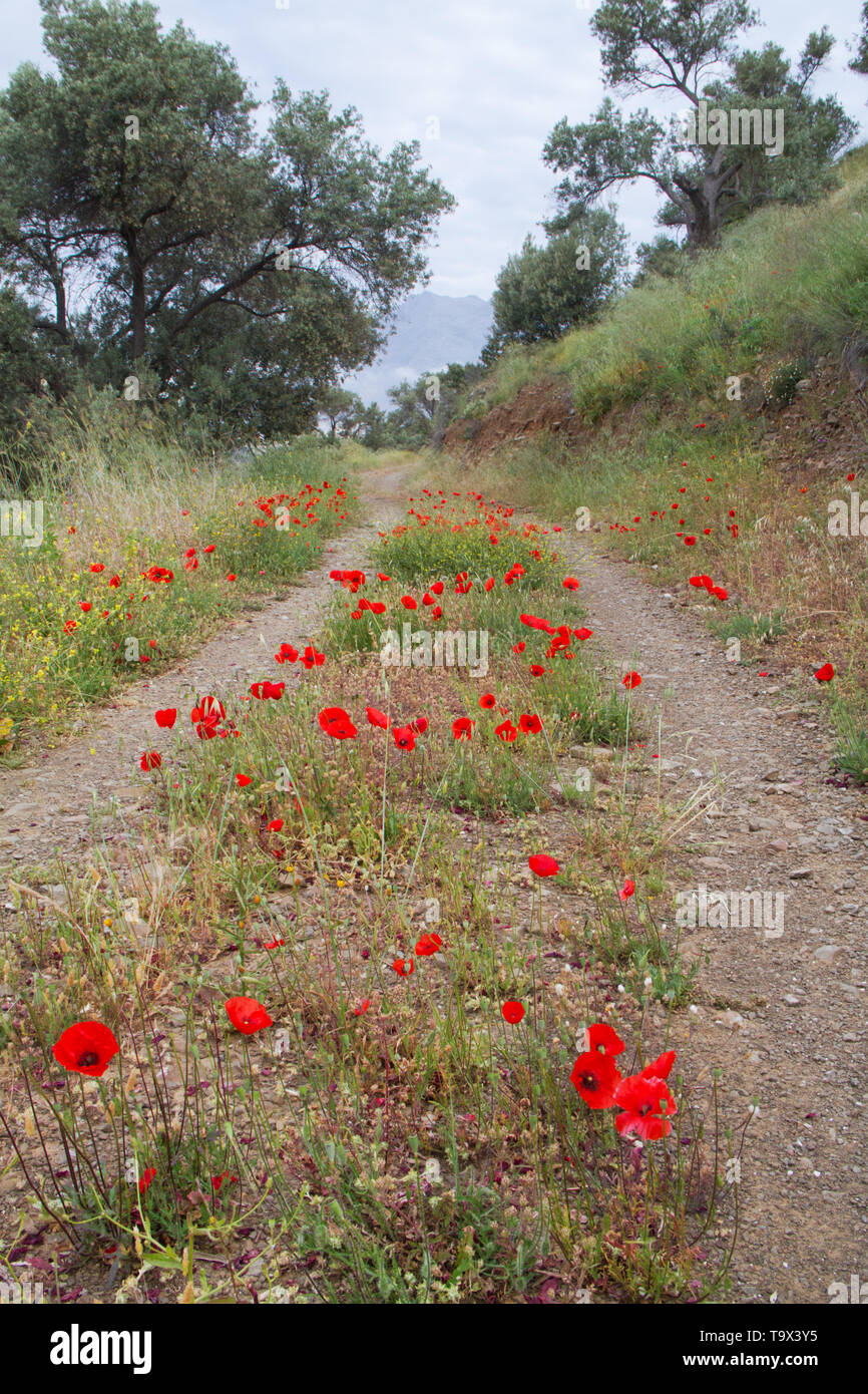 Poppies growing on a dirtroad in a rural environment Stock Photo - Alamy