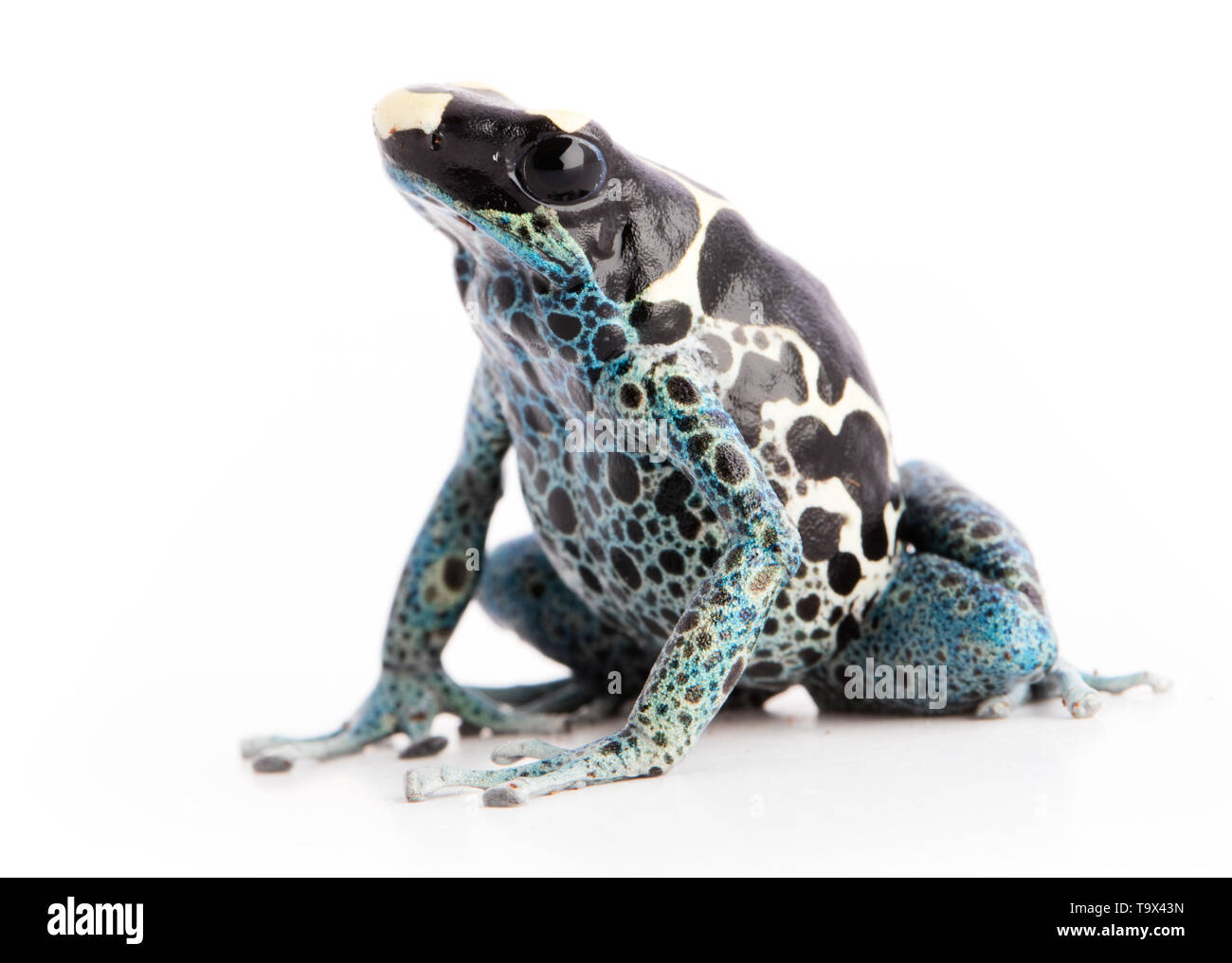 Dendrobates tinctorius Powder Blue Dyeing Poison Arrow Frog isolated on white background. Stock Photo