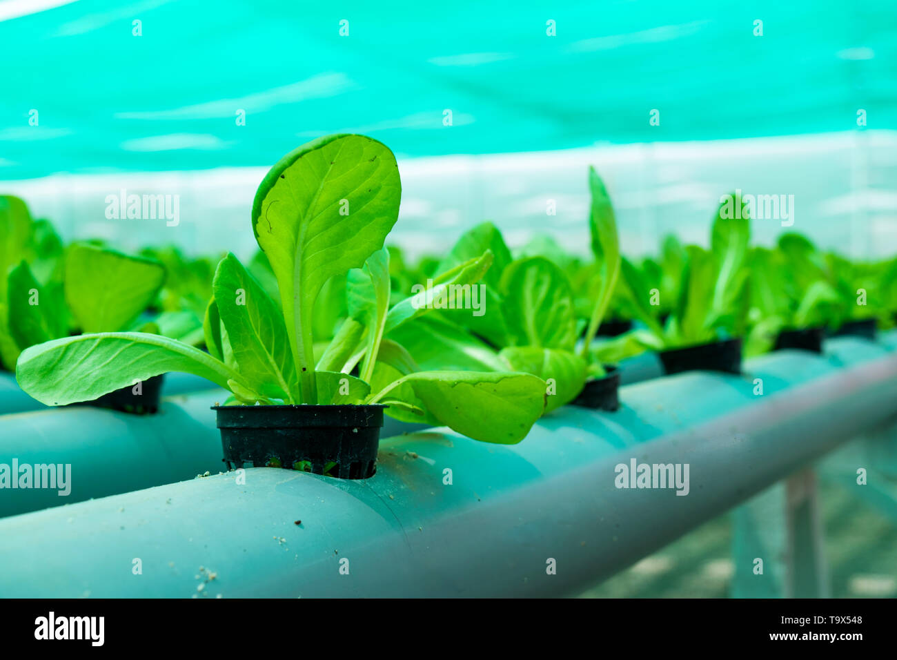 Greenhouse Hydroponic Lettuce Stock Photo Alamy