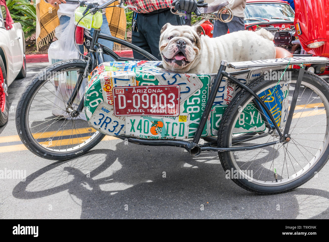 A British/English bulldog in a bicycle sidecar that has the side of the sidecar covered with license plates from a number of USA states at the State S Stock Photo