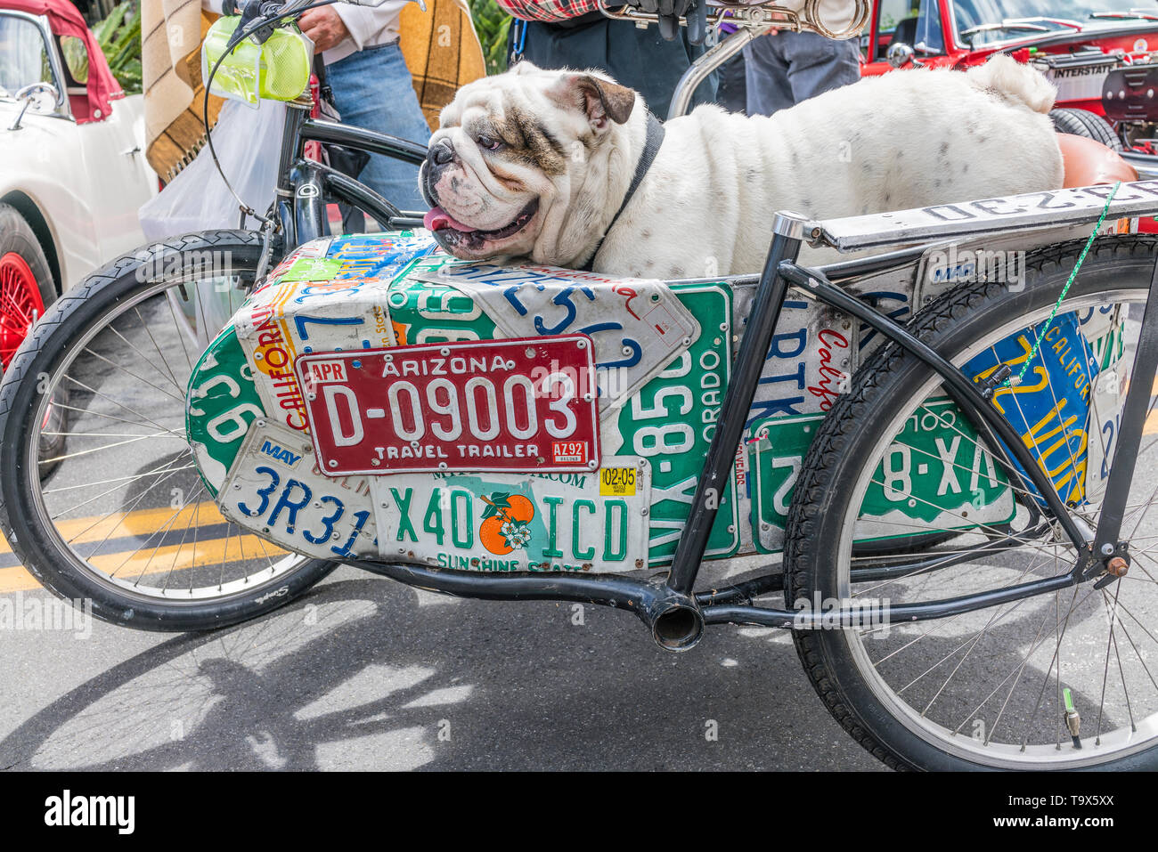 A British/English bulldog in a bicycle sidecar that has the side of the sidecar covered with license plates from a number of USA states at the State S Stock Photo
