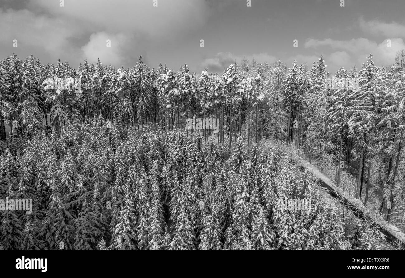 Winter scenery with snowy spruces, Tutzing, Upper Bavaria, Bavaria, Germany, Europe, Winterlandschaft mit schneebedeckten Fichten, Oberbayern, Bayern, Stock Photo