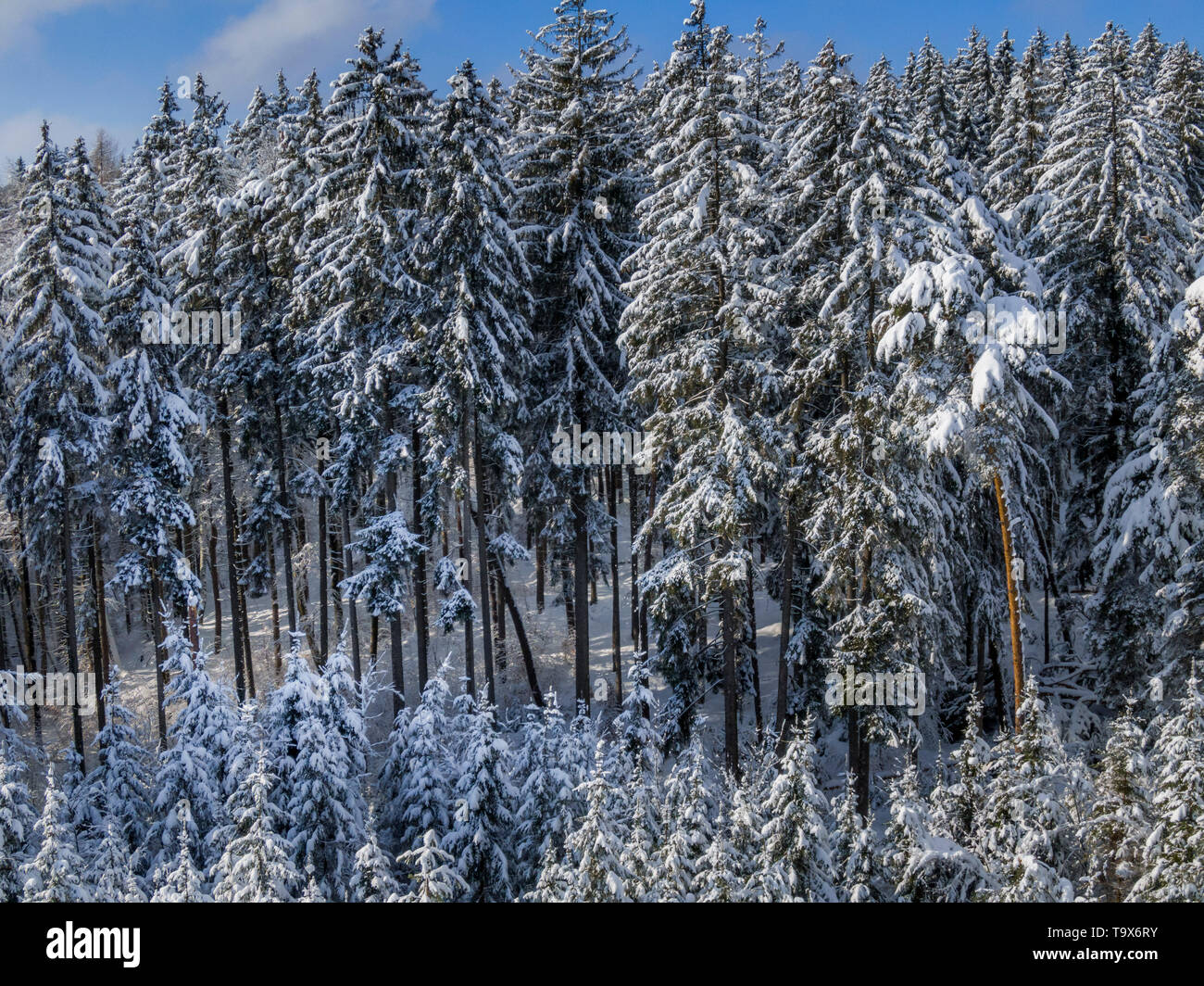 Winter scenery with snowy spruces, Tutzing, Upper Bavaria, Bavaria, Germany, Europe, Winterlandschaft mit schneebedeckten Fichten, Oberbayern, Bayern, Stock Photo