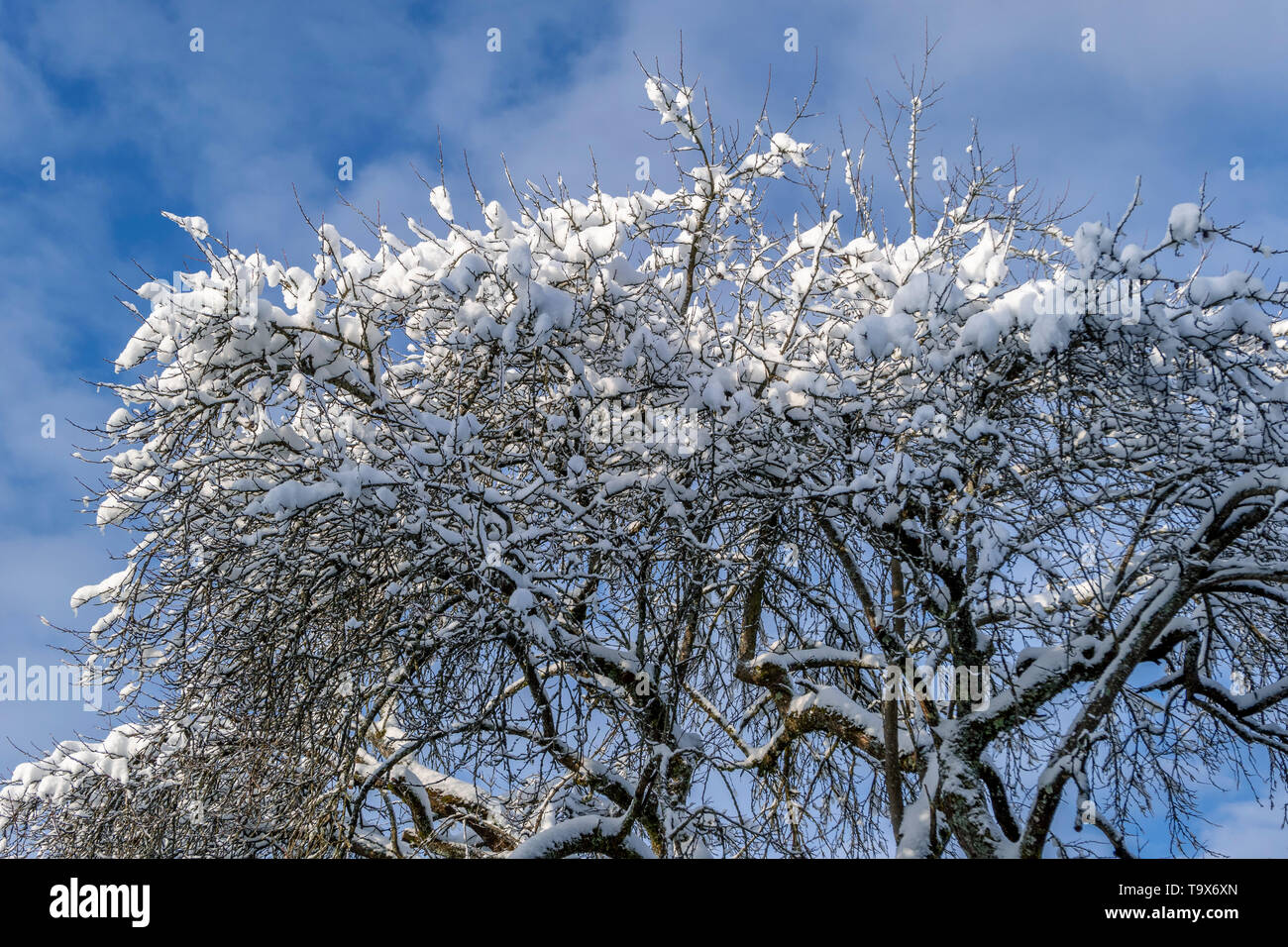 With fresh snowfall overcast tree in winter before blue sky, Tutzing, Bavaria, Germany, Europe, Mit Neuschnee bedeckter Baum im Winter vor blauem Himm Stock Photo