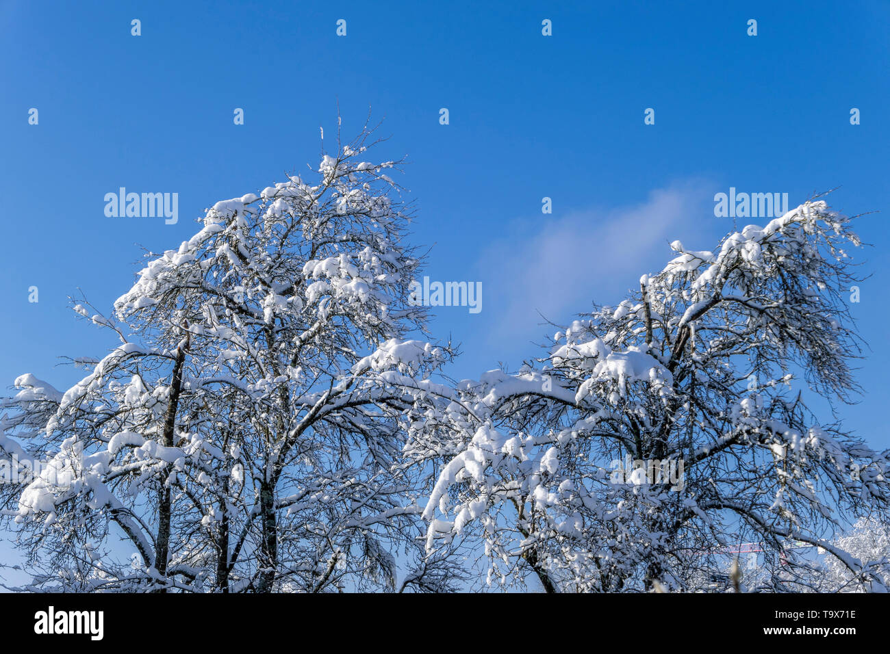With fresh snowfall overcast tree in winter before blue sky, Tutzing, Bavaria, Germany, Europe, Mit Neuschnee bedeckter Baum im Winter vor blauem Himm Stock Photo