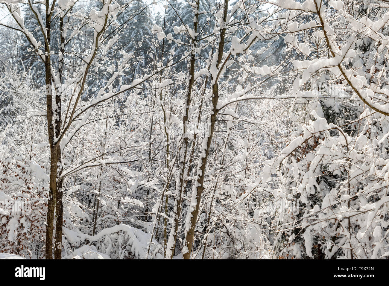 With fresh snowfall overcast trees in the wood, Tutzing, Bavaria, Germany, Europe, Mit Neuschnee bedeckte Bäume im Wald, Bayern, Deutschland, Europa Stock Photo