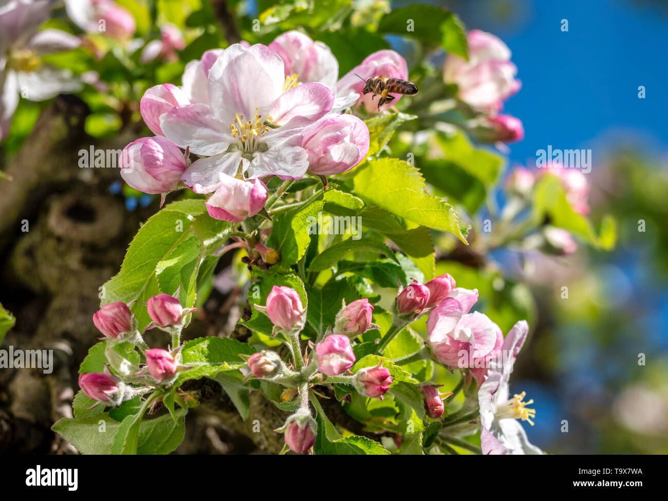 Apple blossom, blossoming apple tree (Malus domestica), Bavaria, Germany, Europe, Apfelblüte, Blühender Apfelbaum (Malus domestica), Bayern, Deutschla Stock Photo
