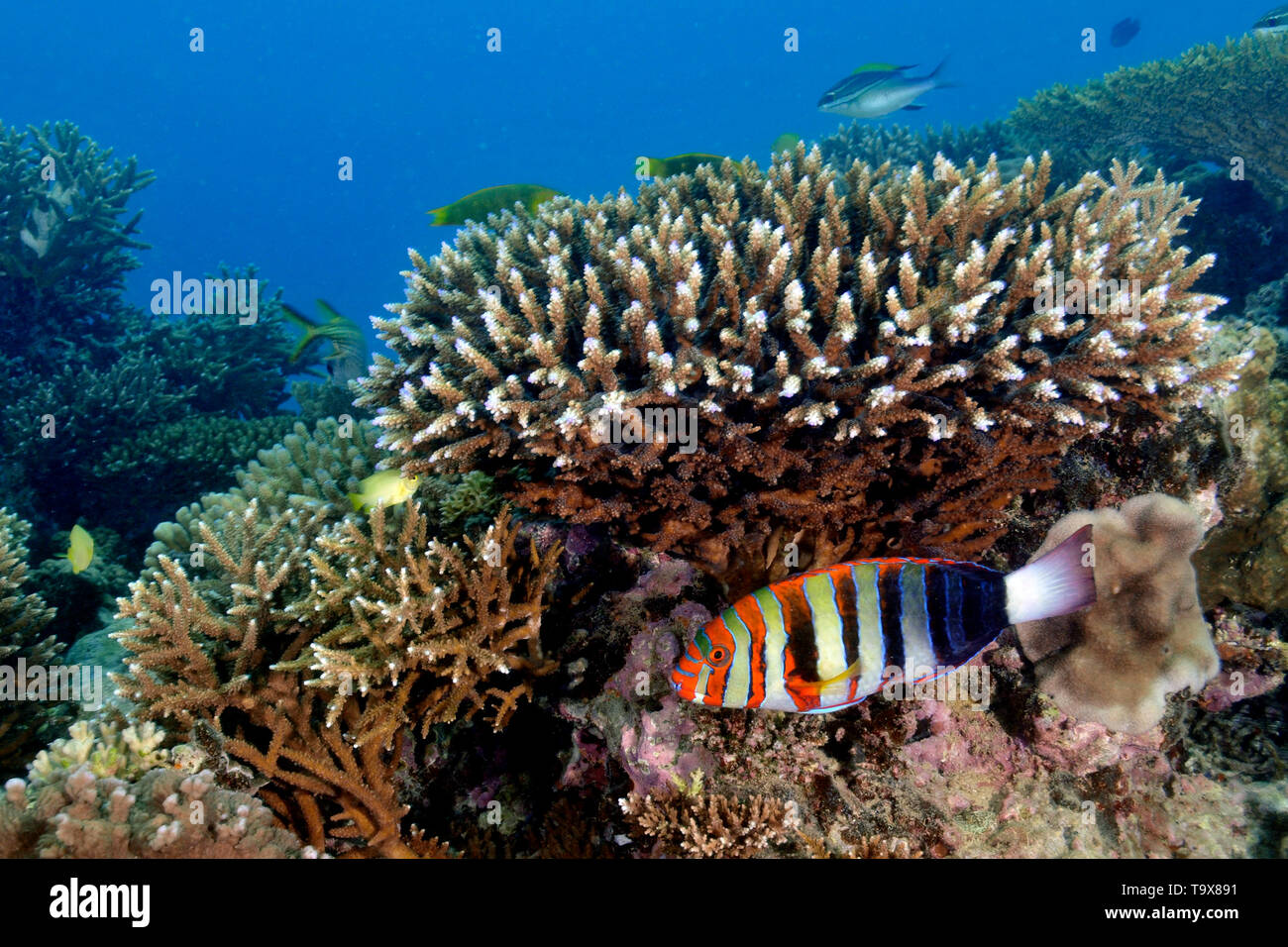 Harlequin tuskfish, Choerodon fasciatus, under a staghorn coral, Seche Croissant, Noumea, New Caledonia Stock Photo
