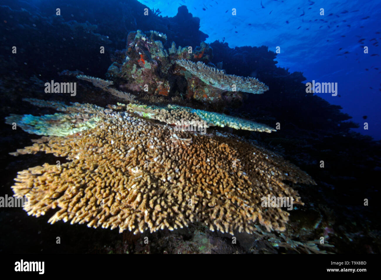 Healthy hard coral, Acropora sp., in the reef at the Dumbea Pass, Noumea, New Caledonia, South Pacific Stock Photo