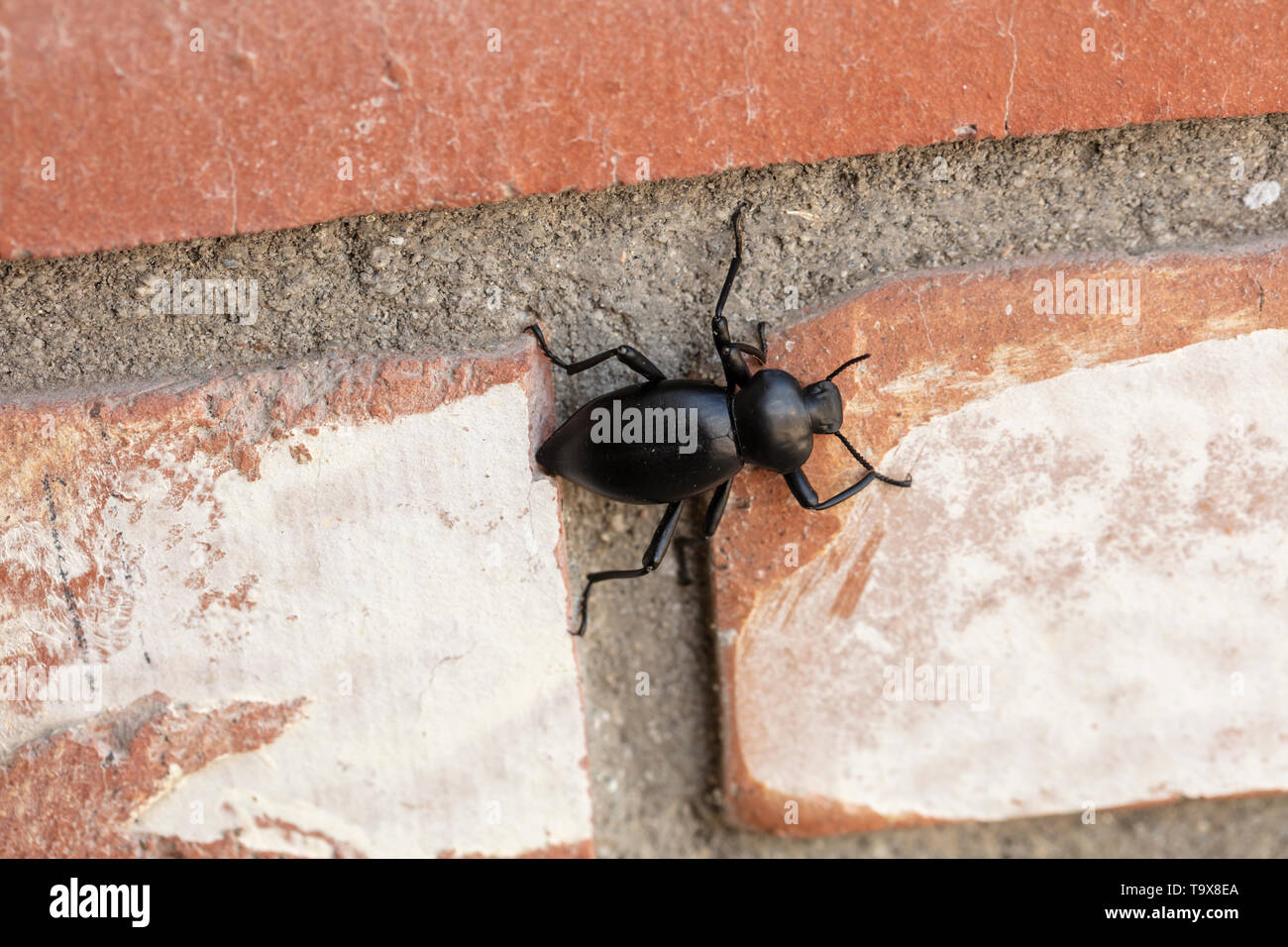 Black Pnacate Beetle, also known as a stinkbug, crawling on a brick wall outdoors Stock Photo