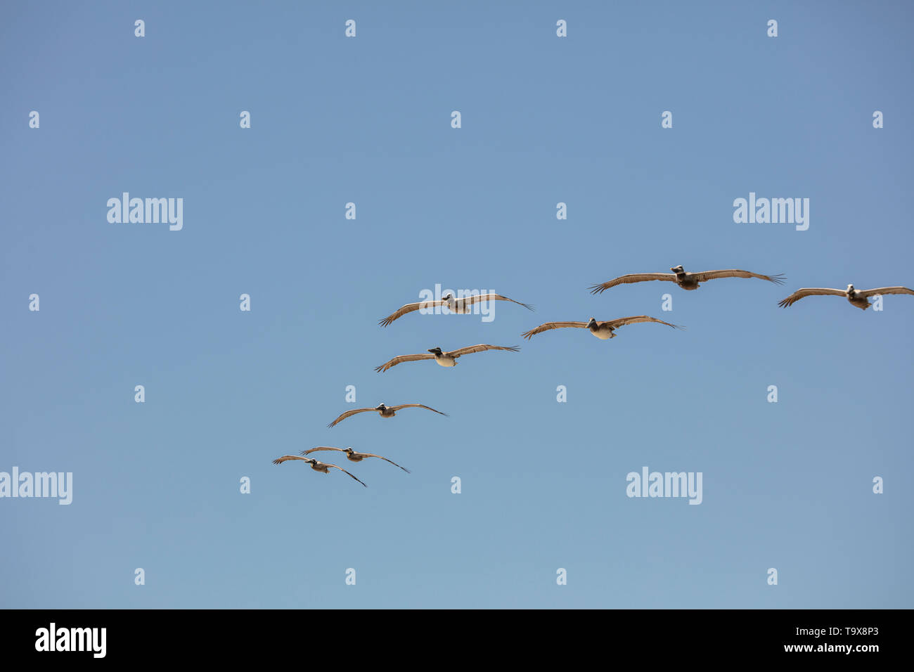 Formation of pelicans on the coast under blue skies Stock Photo