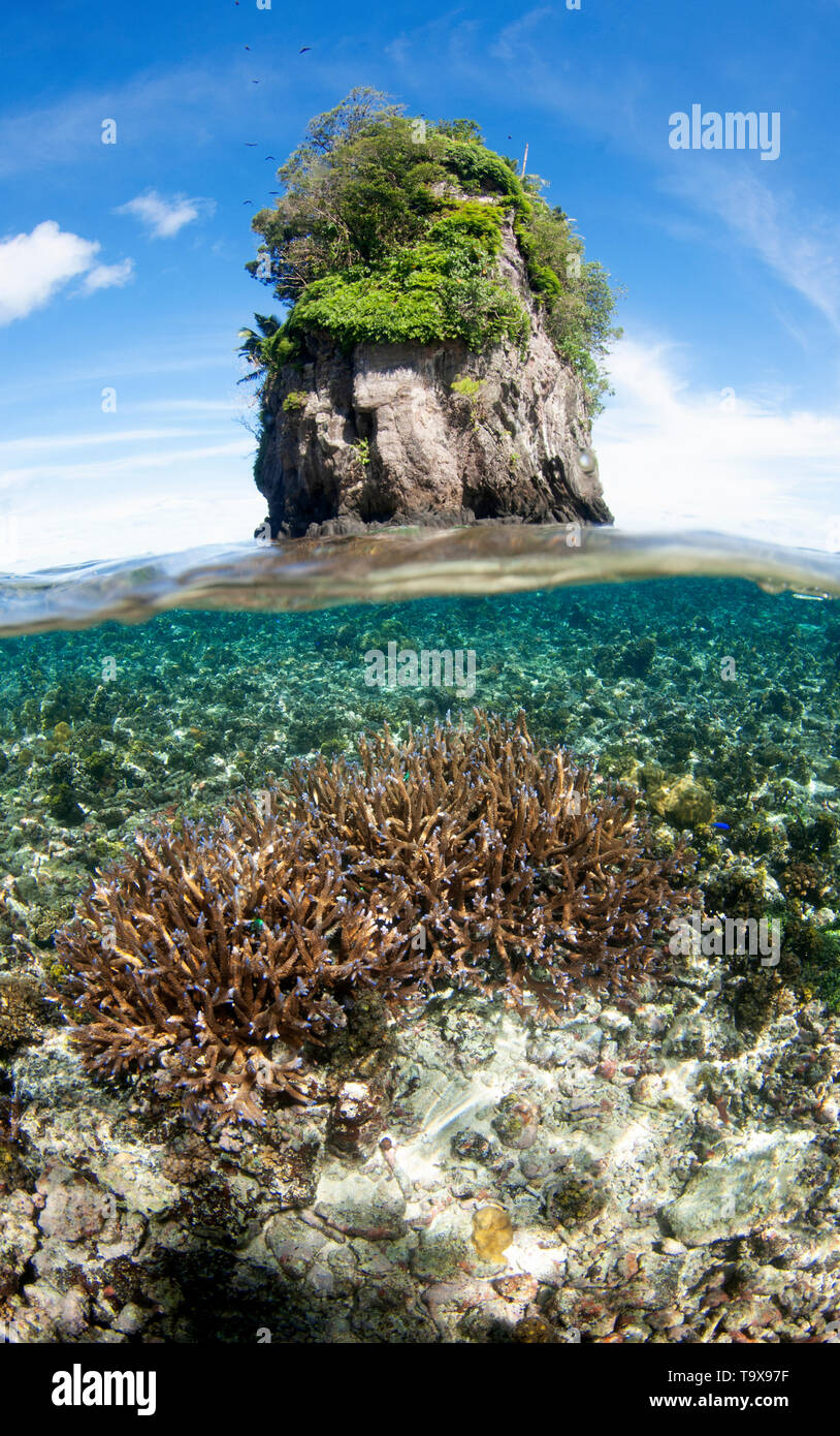 Shallow coral head at Fatu or Flower Pot Rock, Pago Pago, Tutuila Island, American Samoa Stock Photo