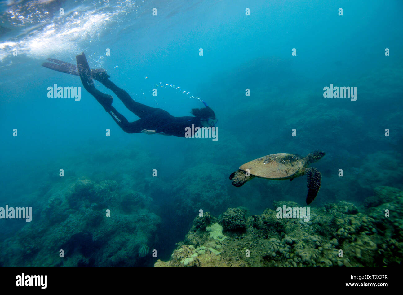 Snorkeler hawaii hi-res stock photography and images - Alamy