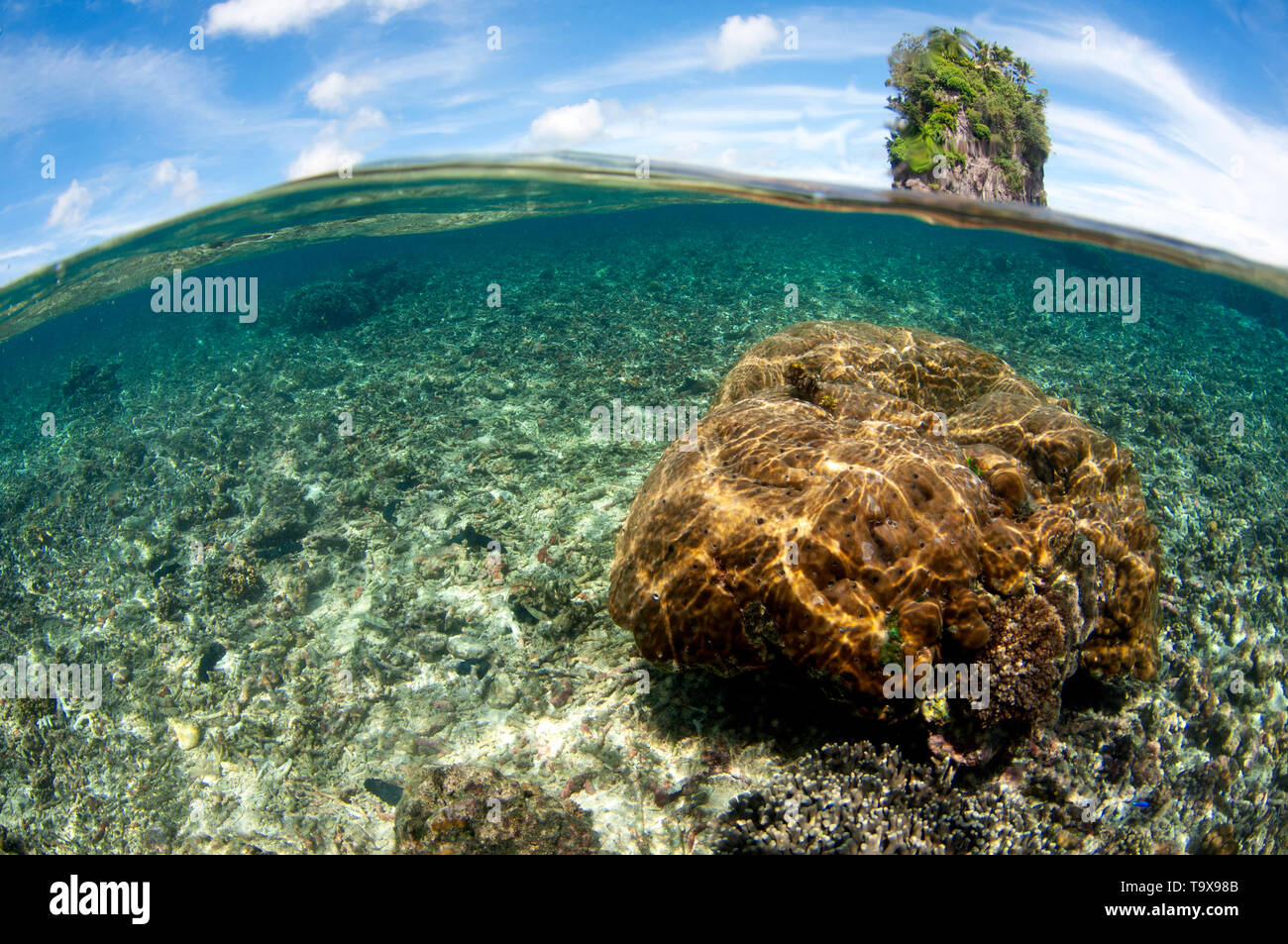 Shallow coral head at Fatu or Flower Pot Rock, Pago Pago, Tutuila ...