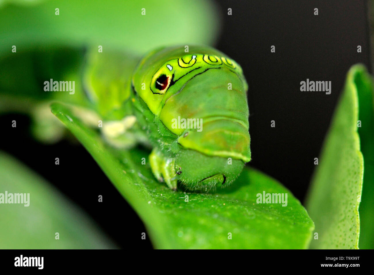 Yellow swallowtail butterfly hires stock photography and images Alamy