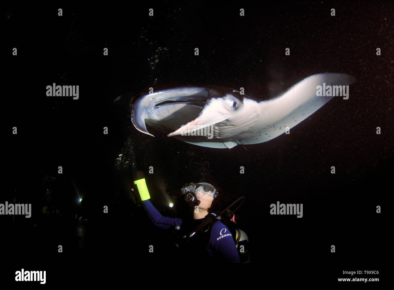 Diver observes a manta ray, Manta birostris, during a night dive, Kona, Big Island, Hawaii, USA Stock Photo