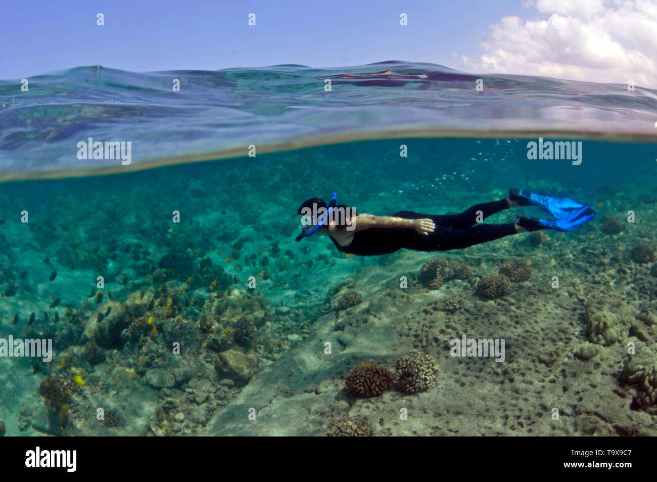 Snorkeler enjoys the fishes in Honaunau Bay, Kona, Big Island, Hawaii, USA Stock Photo