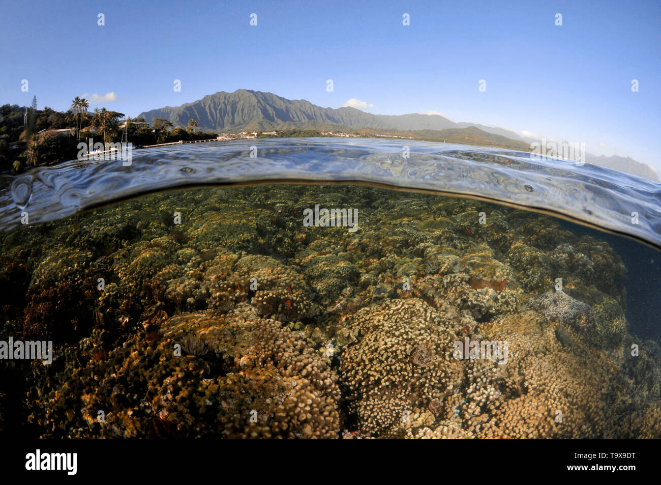Split image of coral formations near the coast and the Koolau mountains in the background, Kaneohe Bay, Oahu, Hawaii, USA Stock Photo