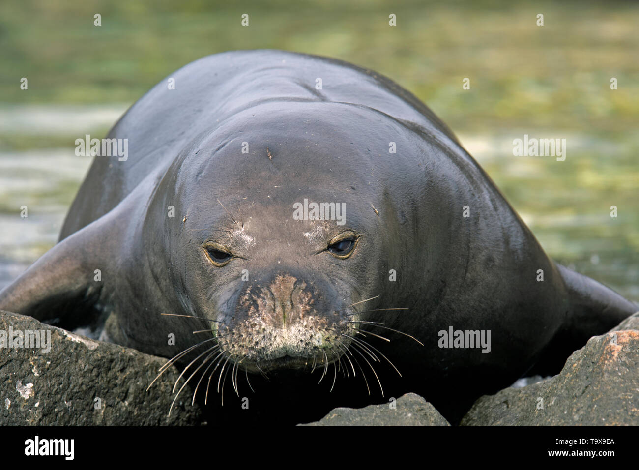 Critically endangered Hawaiian monk seal, Neomonachus schauinslandi, Kaena Point, North Shore, Oahu, Hawaii, USA Stock Photo