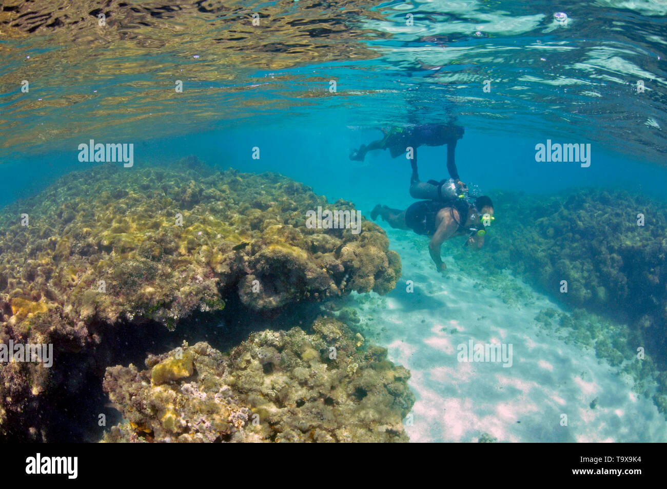 Scuba dive assisted by snorkeling guide in the dead coral reef of the Natural Pools or 'Gales', Maragogi, Alagoas, Brazil Stock Photo