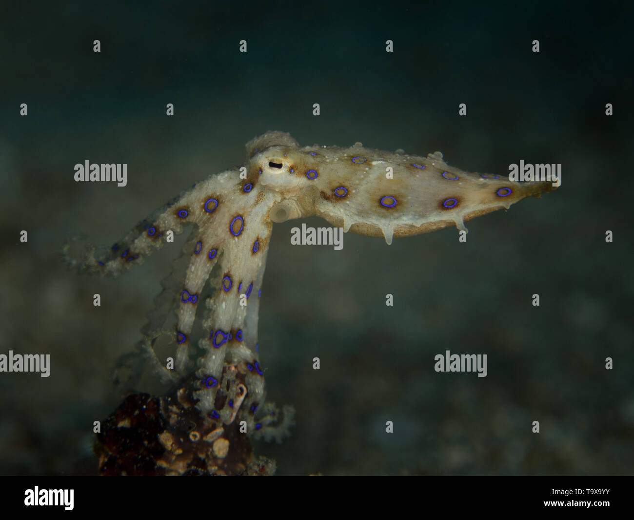 Blue ring octopus on a sandy bottom on a muck dive in Sulawesi, Indonesia Stock Photo