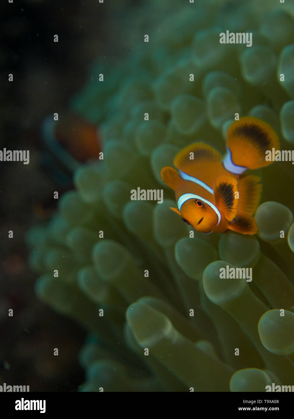 Clownfish inside an anemone looking at the camera on a coral reef in Sulawesi Stock Photo