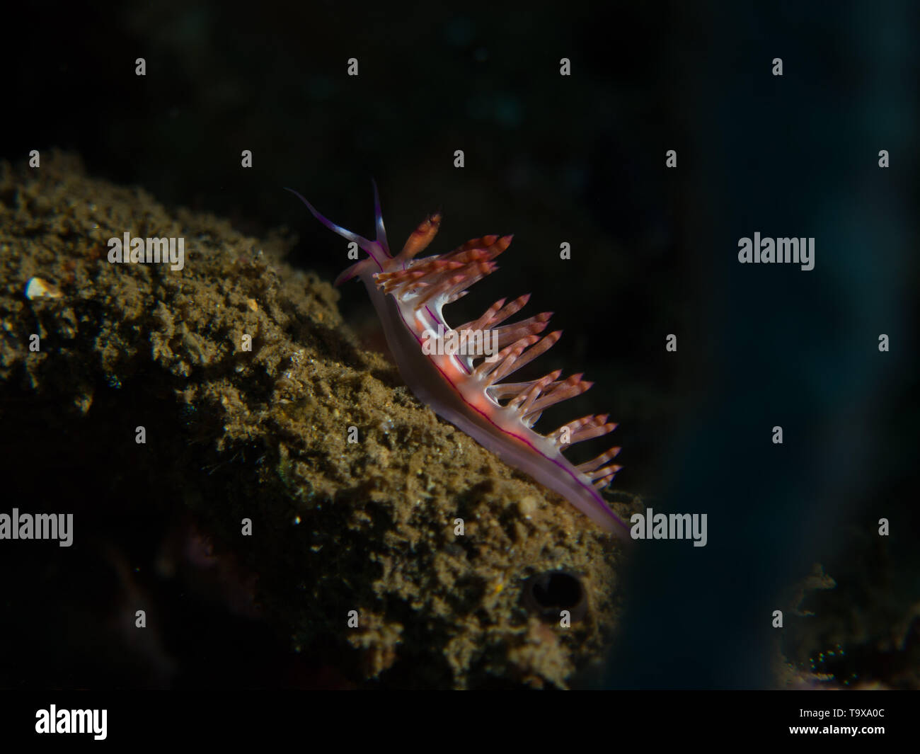 Flabellina Nudibranch sea slug on a muck dive Stock Photo