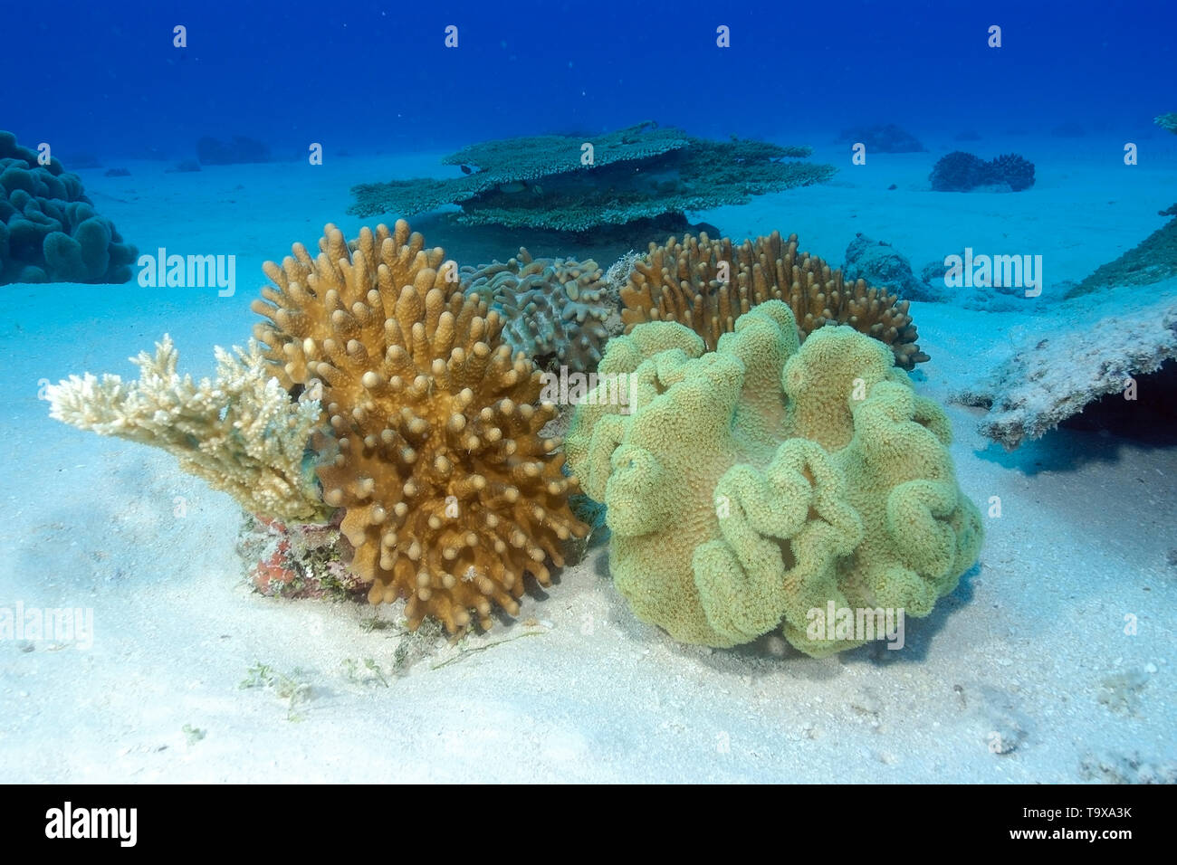 Soft corals, Lobophytum sp., and Sarcophytum sp. Rongelap, Marshall Islands, Micronesia Stock Photo