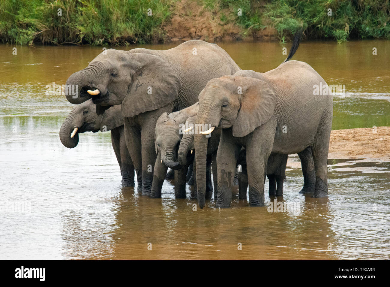 A family of African bush elephants, Loxodonta africana, drink water at the Crocodile River, Kruger National Park, South Africa Stock Photo