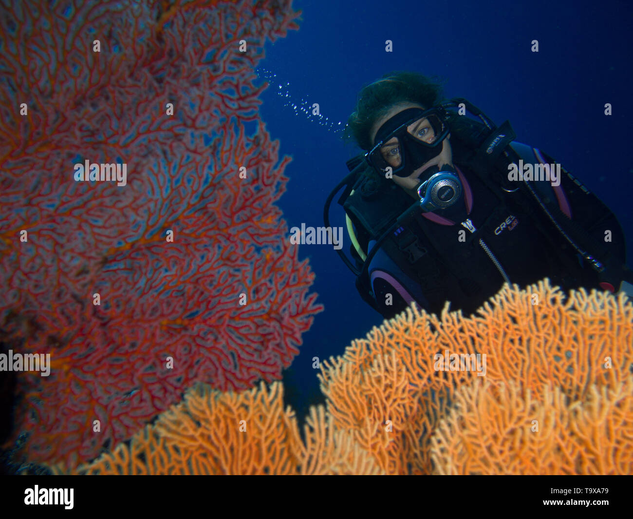 Woman scuba diver (existing model release) underwater enjoying the gorgonian seafans and coral reef of Bunaken National Park, Sulawesi, Indonesia Stock Photo